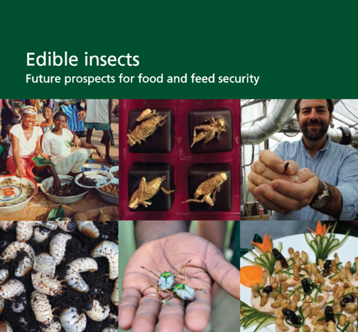 Edible_insects.png